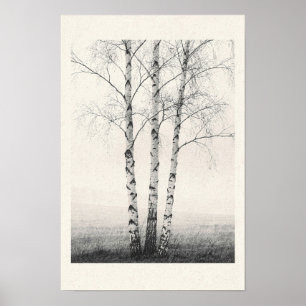 Poster Três Bétulas de Inverno Fotografia Preto e Branco