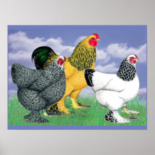 Poster Três Brahmas