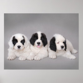 Póster Três cachorros Landseer
