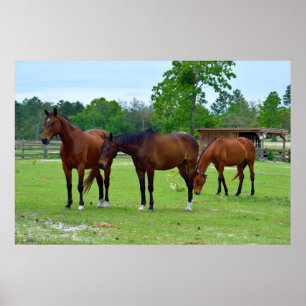 Poster Três Cavalos Majestosos