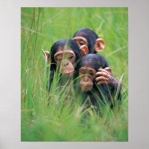 Poster Três chimpanzés novos (troglodytes da bandeja)
