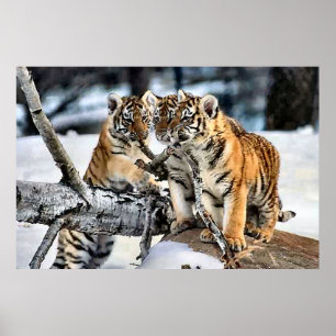 Póster Três Cubos De Tigre Em Presentes De Arte Em Neve
