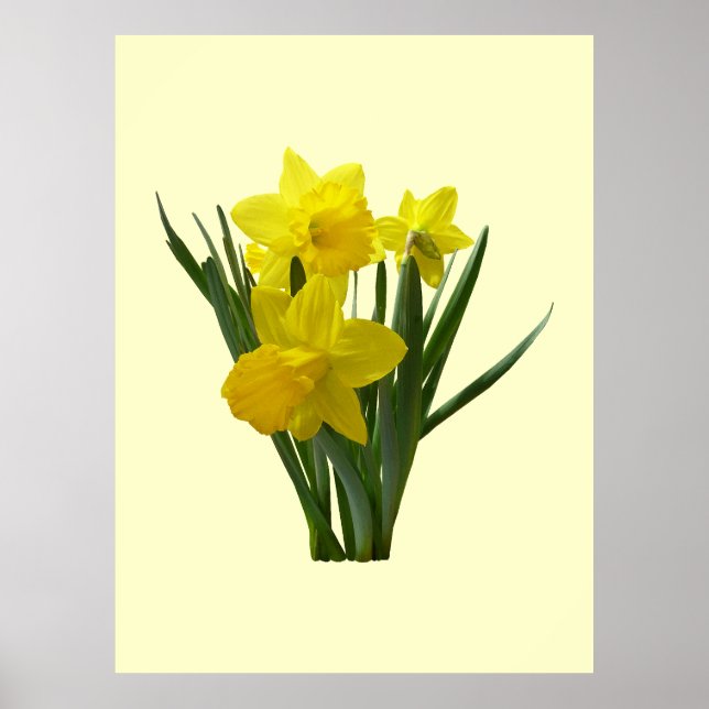 Poster Três Daffodils Guarda de pé (Frente)