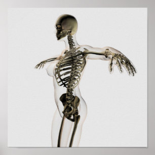 Póster Três Dimensões Do Sistema Esquelético Feminino