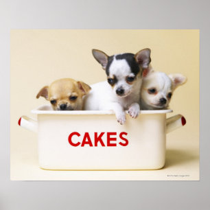 Póster Três filhotes de cachorro da chihuahua na lata do