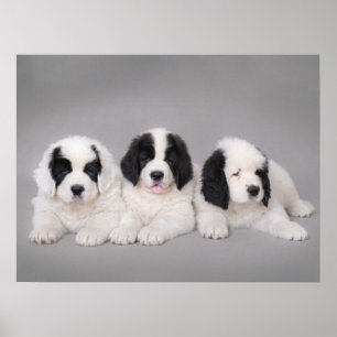 Póster Três filhotes de cachorro de Landseer