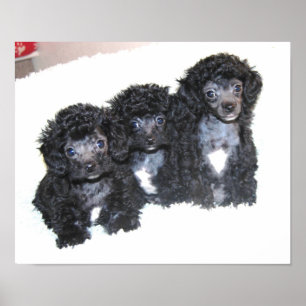 Poster Três filhotes de cachorro pretos da caniche de