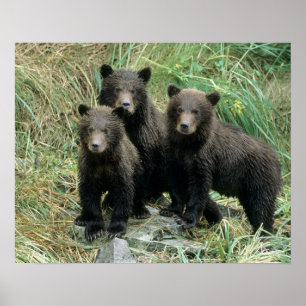 Póster Três Filhotes de Urso Pardo ou Coys