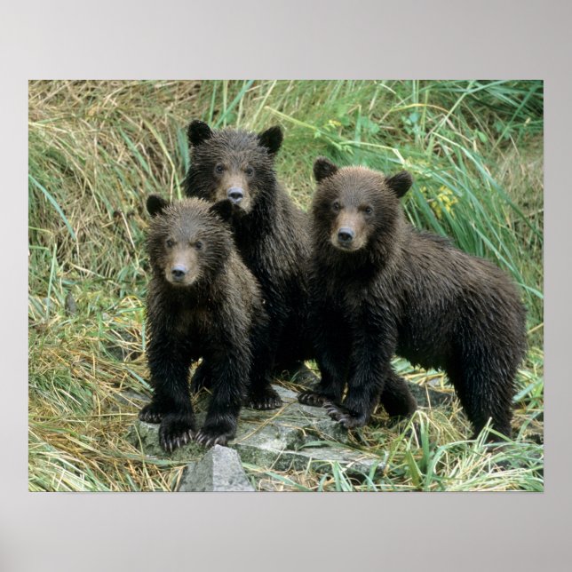 Póster Três Filhotes de Urso Pardo ou Coys (Frente)