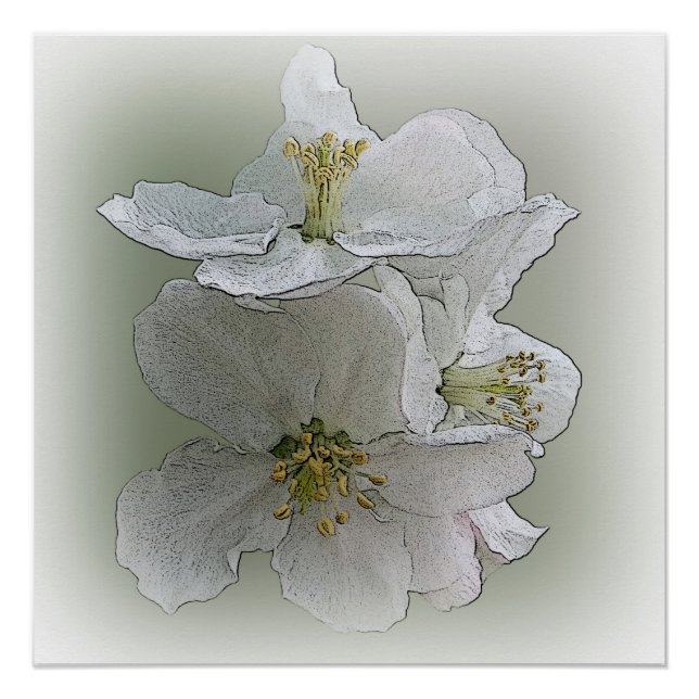 Póster três flores brancas (Frente)