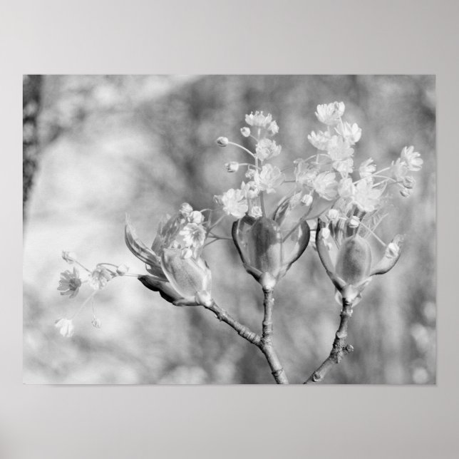 Poster Três flores na árvore (Frente)
