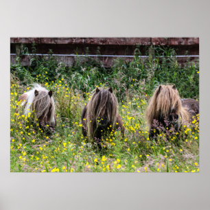 Póster Três garanhões do pônei de Shetland em um poste