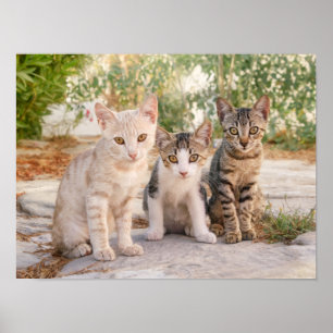 Poster Três gatinhos bonitinhos se sentam amigáveis junto