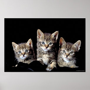 Poster Três gatinhos de Junglewalk.com