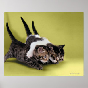 Póster Três gatinhos que abraçam-se