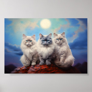 Poster Três gatos Ragdoll