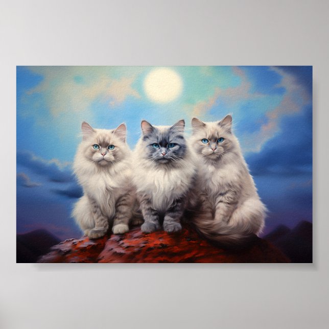 Poster Três gatos Ragdoll (Frente)