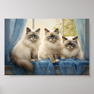 Poster Três gatos Ragdoll