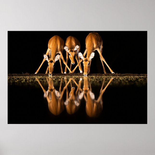 Poster Três impalas bebem juntos à noite (Frente)