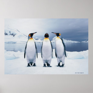 Poster Três King Penguins
