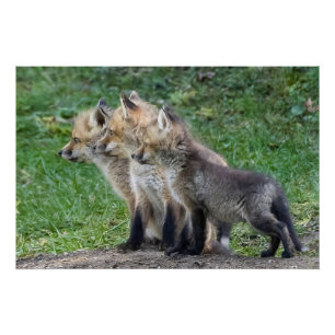 Póster Três Kits Fox