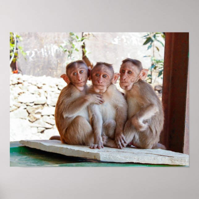 Poster Três Macacos Juntos Selvagem (Frente)