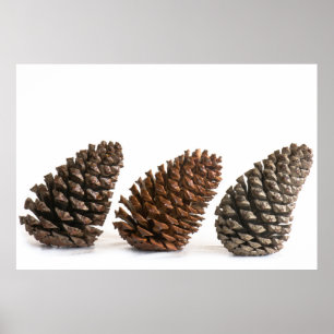 Póster Três pinecones