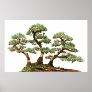 Poster três pinheiros bonsai