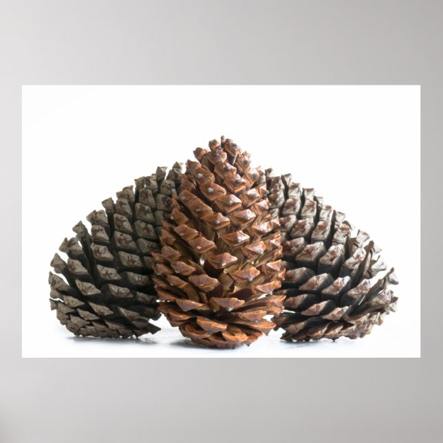 Póster Três pinos (Frente)