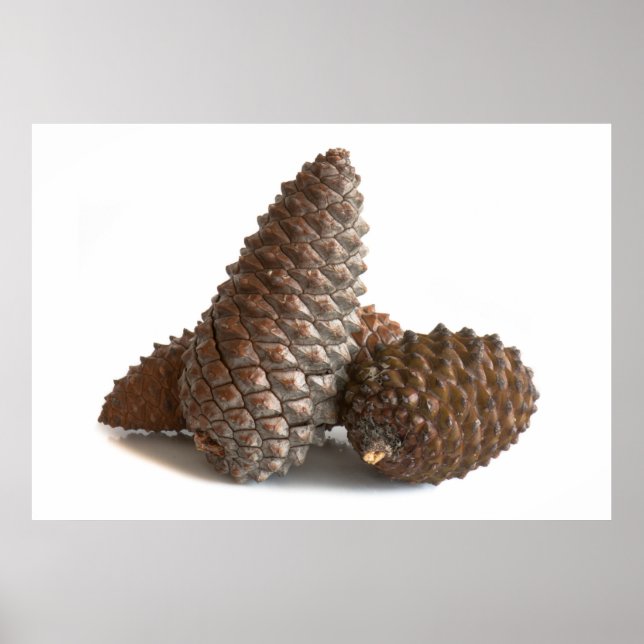 Póster Três pinos (Frente)