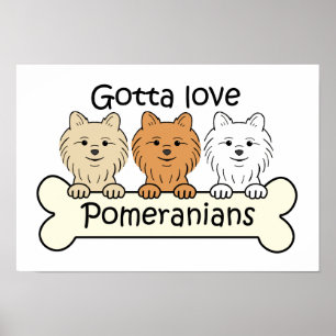 Póster Três Pomeranians