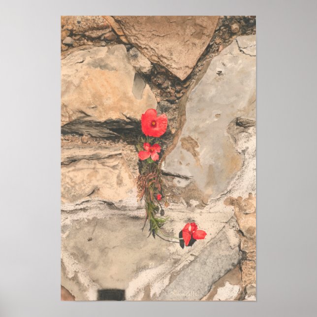 Poster Três Poppies (Frente)