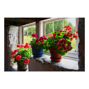 Póster Três potes dos gerânio no Windowsill