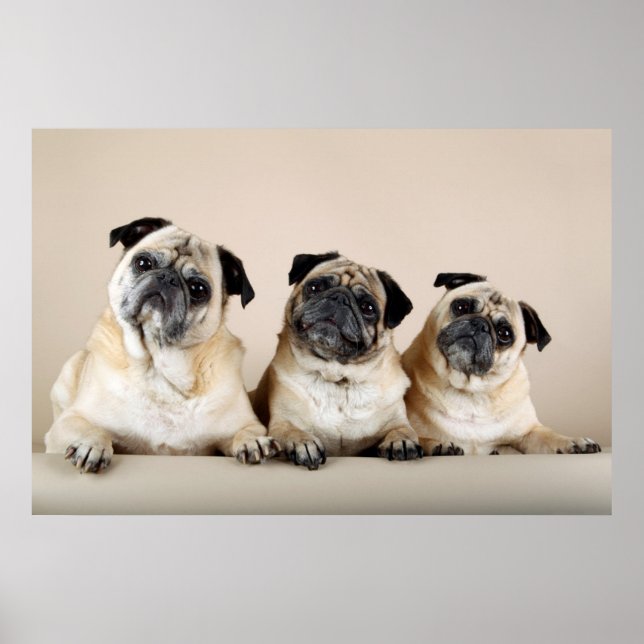 Poster Três Pugs Em Uma Fila (Frente)