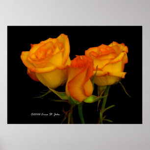 Póster Três rosas de Firey