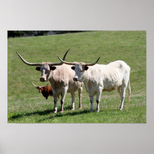 Póster Três Texas Longhorns