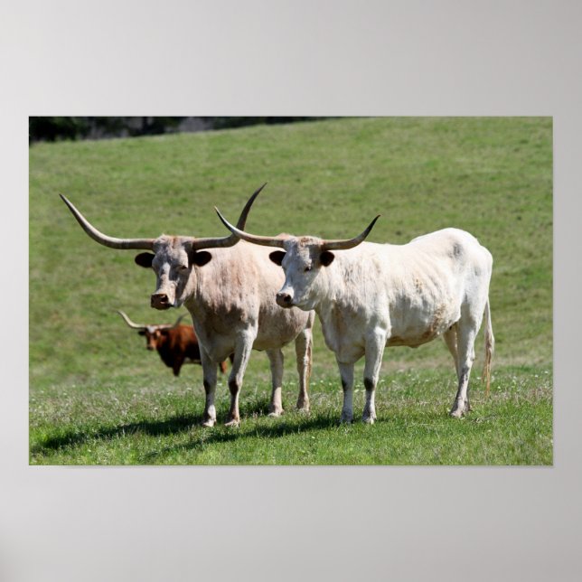 Póster Três Texas Longhorns (Frente)