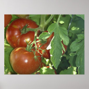 Poster Três tomates