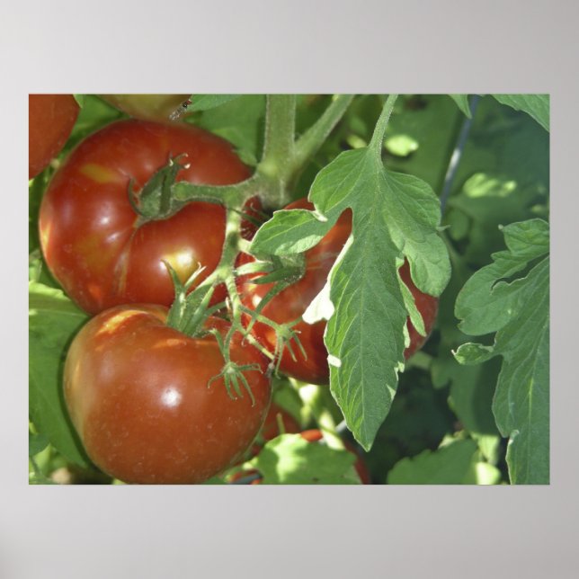 Poster Três tomates (Frente)