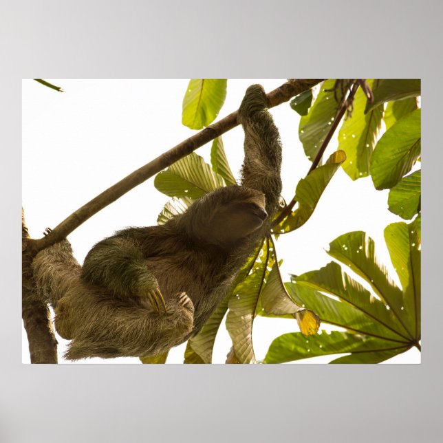 Poster Três tosas na Costa Rica (Frente)