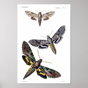 Poster Três traças de esfinge