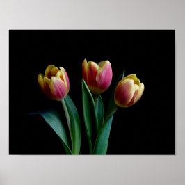 Poster Três Tulipas