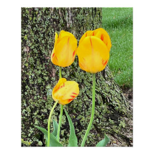 Póster Três Tulipas Amarelas /