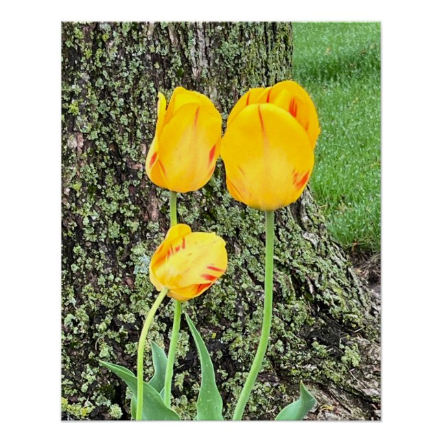 Póster Três Tulipas Amarelas / (Frente)