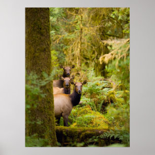Poster Três Vacas de Elk Roosevelt Olhando a Vista