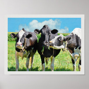 Poster Três Vacas Holstein