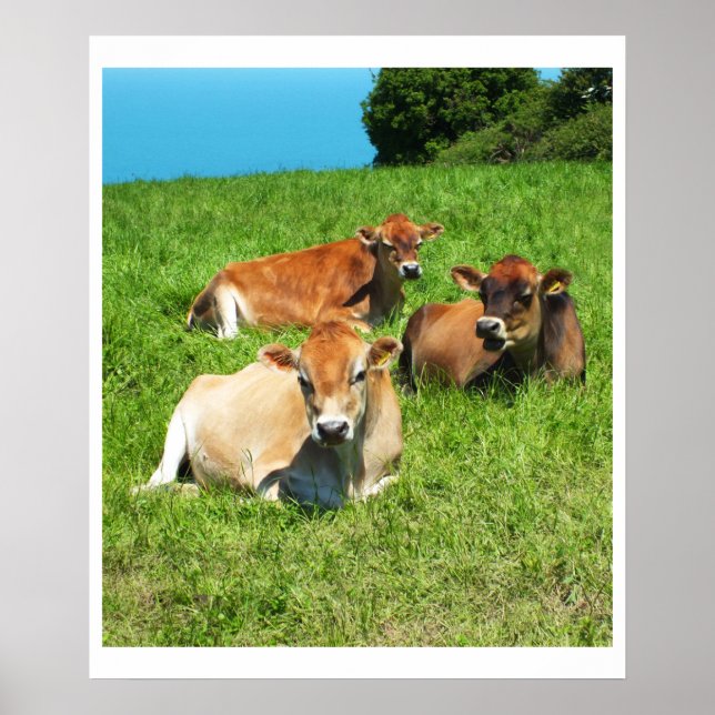 Póster Três vacas Jersey (Frente)