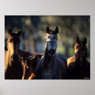 Poster Três Warmbloods juntos com iluminação traseira
