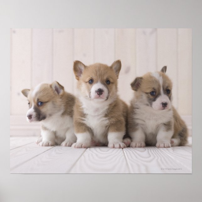 Póster Três Welsh Corgi (Frente)