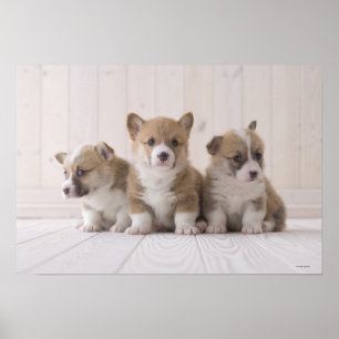 Póster Três Welsh Corgi